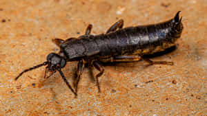 Earwig_ Closeup_on_ Surface.jpg Wallpaper