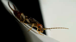 Earwig On Edge Wallpaper