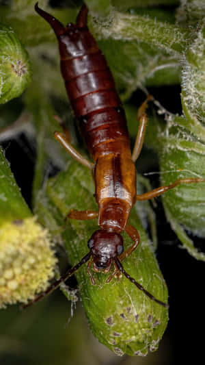 Earwig On Green Leaf Wallpaper