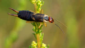 Earwig On Plant Macro Wallpaper