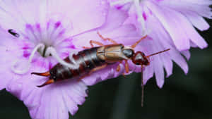 Earwig_on_ Purple_ Flower_ Closeup Wallpaper