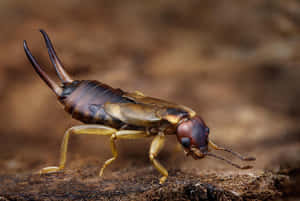 Earwig On Wooden Surface Wallpaper