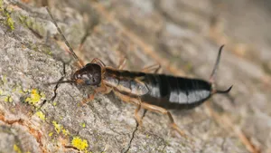 Earwigon Bark.jpg Wallpaper