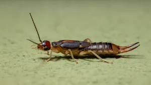 Earwigon Green Background.jpg Wallpaper