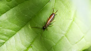 Earwigon Green Leaf Wallpaper