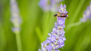 Earwigon Lavender Flower Wallpaper