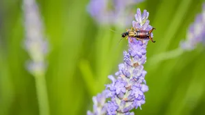 Earwigon Lavender Flower Wallpaper