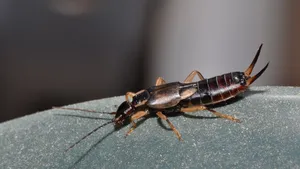 Earwigon Surface.jpg Wallpaper