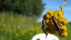 Earwigon Yellow Flower Wallpaper