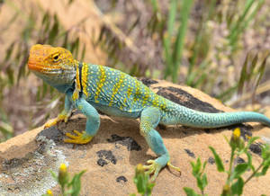 Eastern Collared Lizard Wallpaper