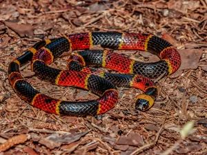Eastern Coral Snake Resting On Dried Plants Wallpaper