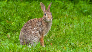 Eastern Cottontail Rabbitin Grass Wallpaper