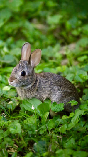 Eastern Cottontail Rabbitin Greenery.jpg Wallpaper