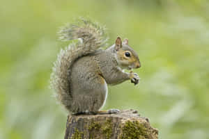 Eastern Grey Squirrel Eating Nut Wallpaper