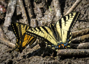 Eastern Swallowtail Butterfly Nature Scene Wallpaper