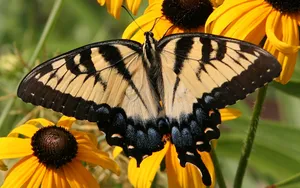Eastern Tiger Swallowtailon Sunflowers.jpg Wallpaper