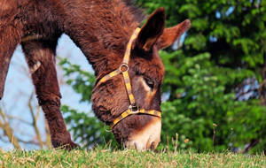 Eating Brown Donkey Wallpaper