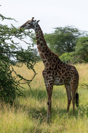 Eating Giraffe In Savannah Wallpaper