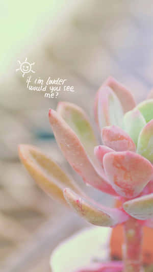 Echeveria Flowering Plant Elegant Iphone Close Up Shot Wallpaper