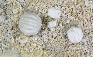 Echinoderm Sand Dollar Fossils Wallpaper