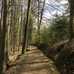 Echternach Forest Path Springtime Wallpaper