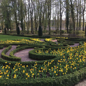 Echternach Garden Daffodils Springtime Wallpaper