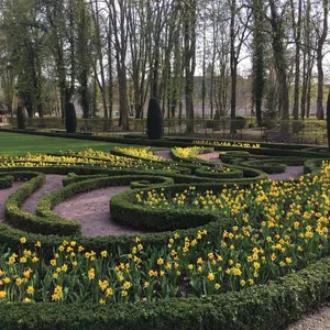 Echternach Garden Daffodils Springtime Wallpaper