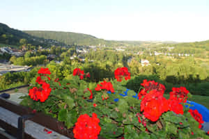Echternach Town Viewwith Red Flowers Wallpaper