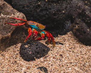 Ecuador Endemic Zayapa Crab Wallpaper