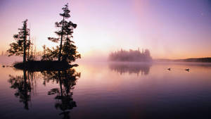 Eerie Minnesota Forest Lake Wallpaper