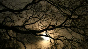 Eerie_ Nighttime_ Trees_ Silhouette Wallpaper