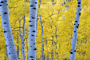 Eerie White Birch Tree Trunks Eyes Wallpaper