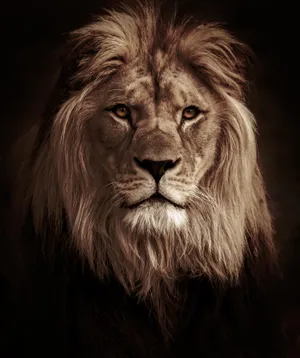 Effective Lion Portrait [wallpaper] Wallpaper