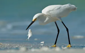 Egret Catching Fish Seashore.jpg Wallpaper