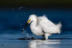 Egret Catching Fish Water Splash Wallpaper