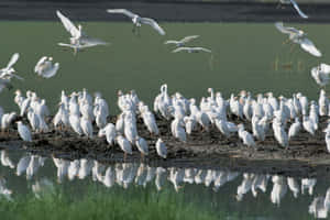 Egret Gatheringat Waterfront Wallpaper