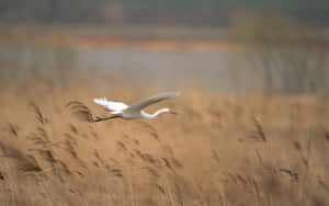 Egret Gliding Over Golden Field.jpg Wallpaper