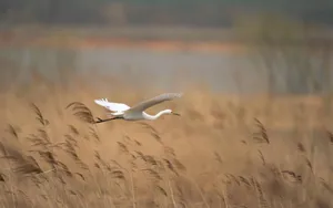 Egret Gliding Over Golden Field.jpg Wallpaper