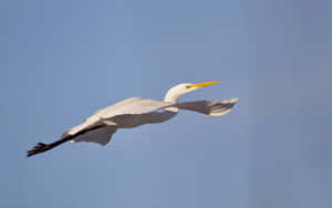 Egret In Flight Against Blue Sky.jpg Wallpaper