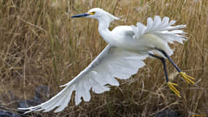 Egret In Flight Over Grassland.jpg Wallpaper