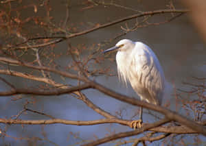 Egret Perchedin Autumn Branches Wallpaper