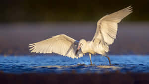 Egretin Flight Water Landing Wallpaper