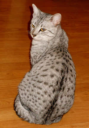 Egyptian Mau Gracefully Sitting In A Royal Pose Wallpaper