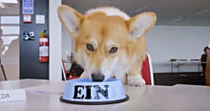 Ein The Data Dog From Cowboy Bebop Lounging In Spaceship. Wallpaper