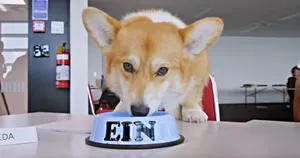 Ein The Data Dog From Cowboy Bebop Lounging In Spaceship. Wallpaper