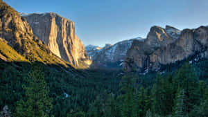 El Capitan Dense Forest Wallpaper