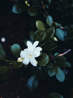 El Salvador Jasmine Flowers Wallpaper