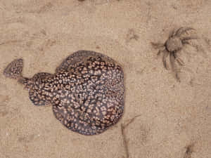 Electric Ray Camouflagedin Sand Wallpaper