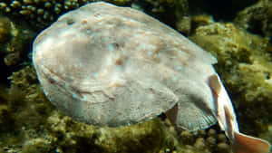 Electric Ray Camouflagedon Ocean Floor Wallpaper