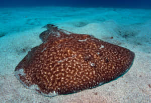 Electric Ray Camouflagedon Ocean Floor.jpg Wallpaper